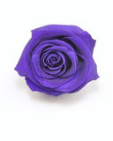 Eternal Roses Mini Box